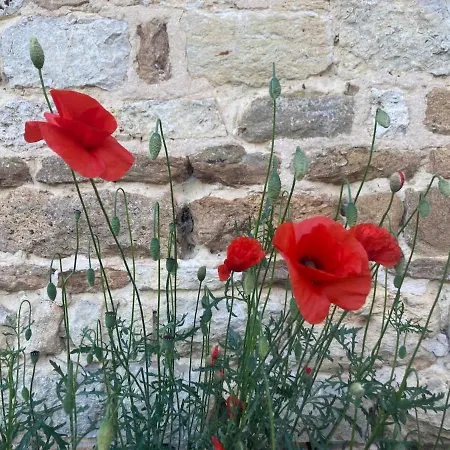 Des Pampilles